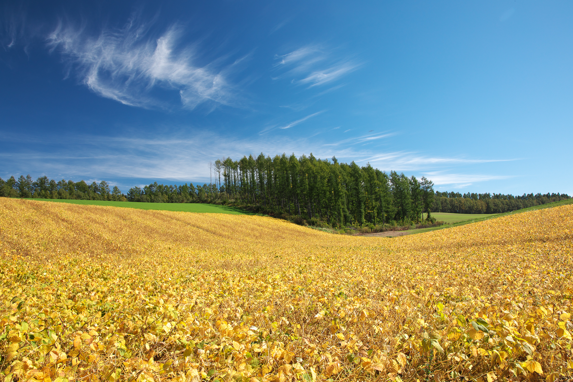 北海道 美瑛茶房の写真(北海道美瑛町)